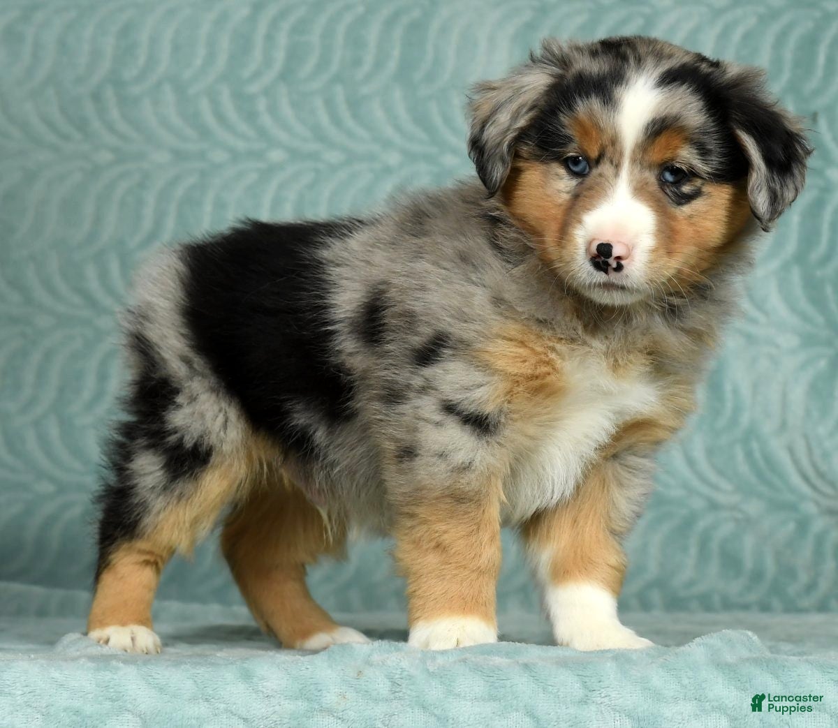 Australian Shepherd Puppies for sale Lancaster Puppies