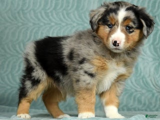 Australian Shepherd dogs Charlie - Ad 27