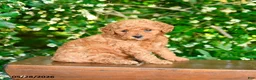Miniature Poodle dogs for sale: Parker - Ad 1