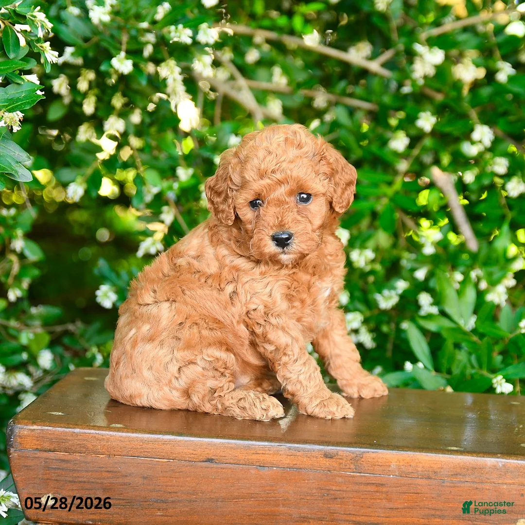 Miniature Poodle dogs for sale: Parker - Ad 1