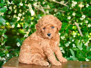 Miniature Poodle dogs for sale: Parker - Ad 2