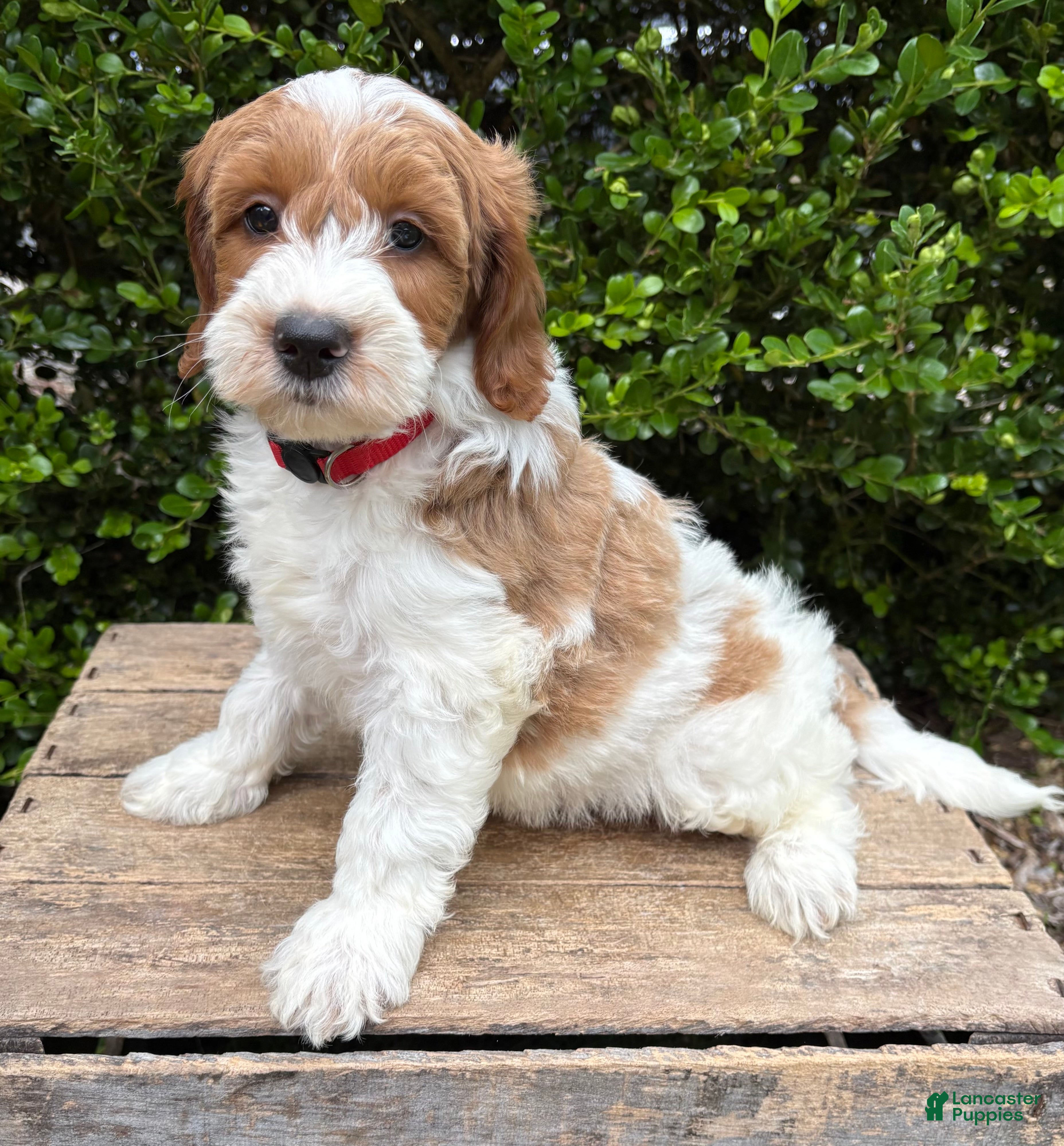 Goldendoodle dogs Anson - Ad 2