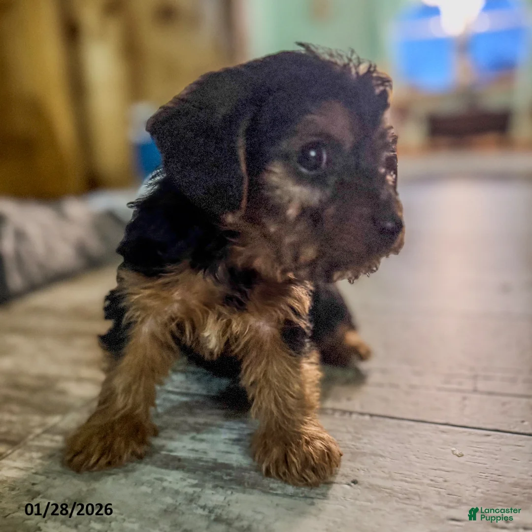 Yorkiepoo dogs for sale: Muffin - Ad 6