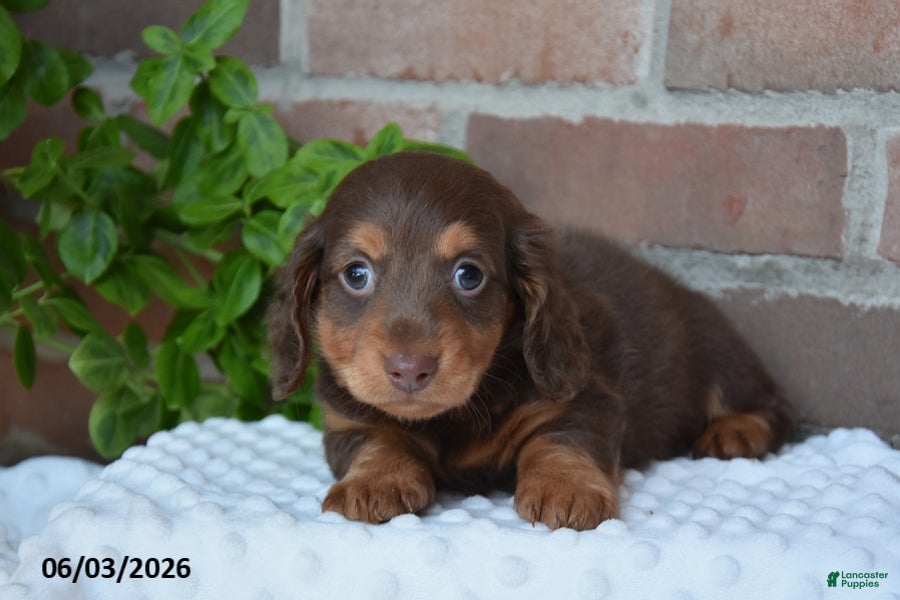 Miniature Dachshund dogs for sale: Smores - Ad 1