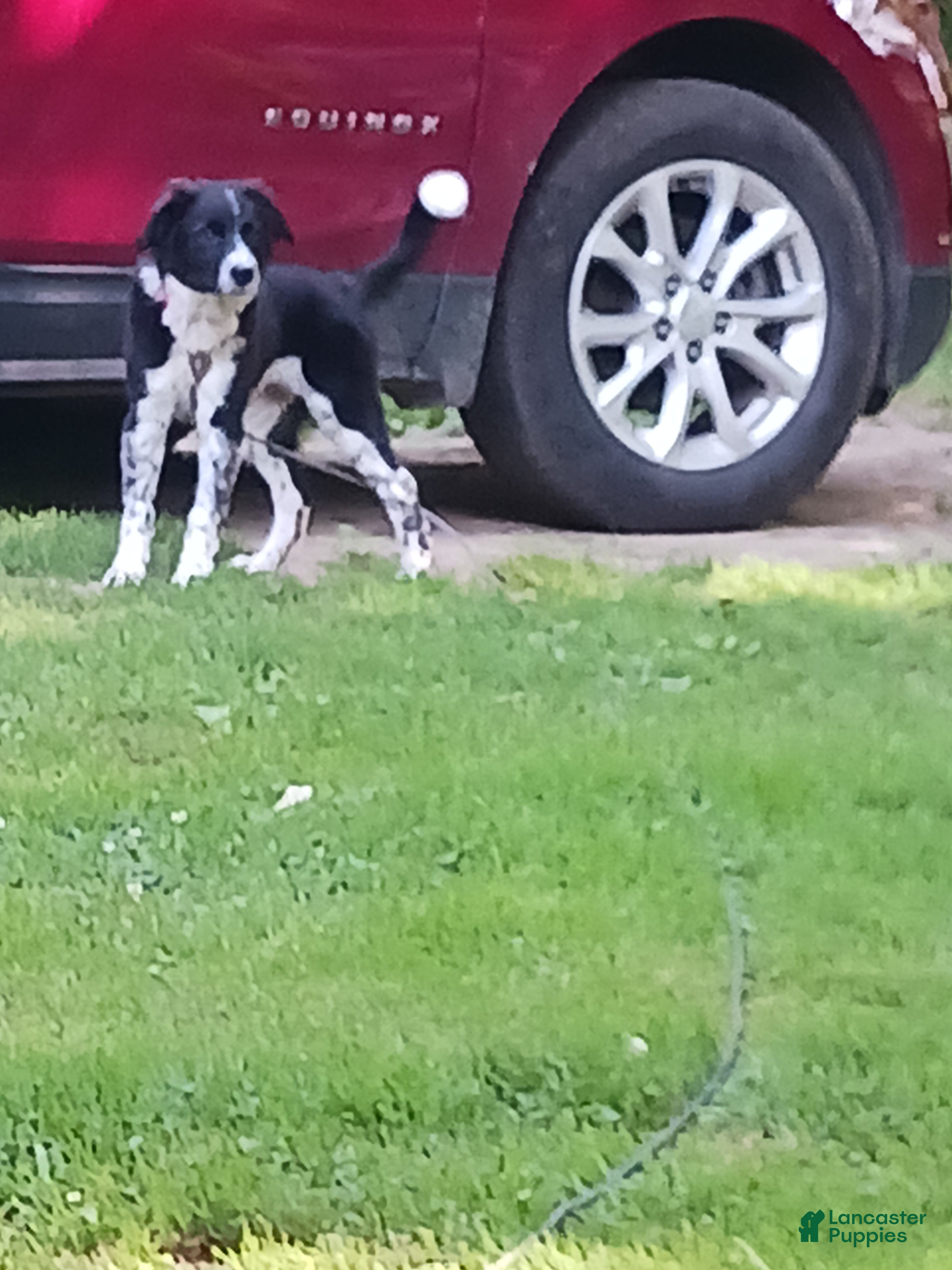 Mixed Breed dogs for sale: Flash - Ad 3