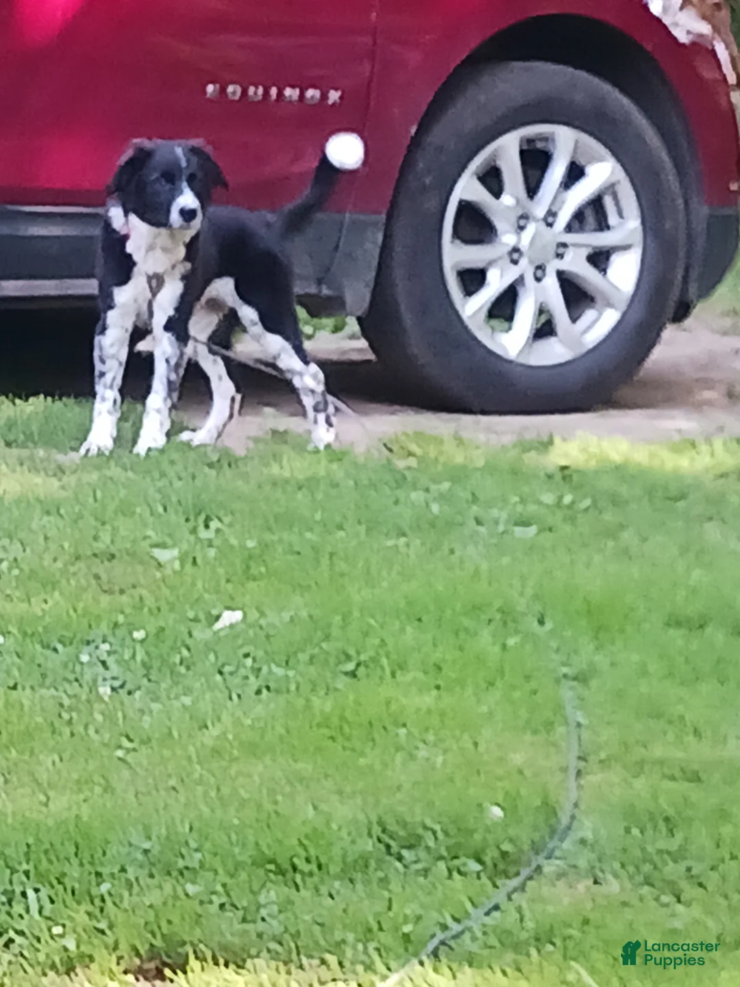 Mixed Breed dogs for sale: Flash - Ad 1