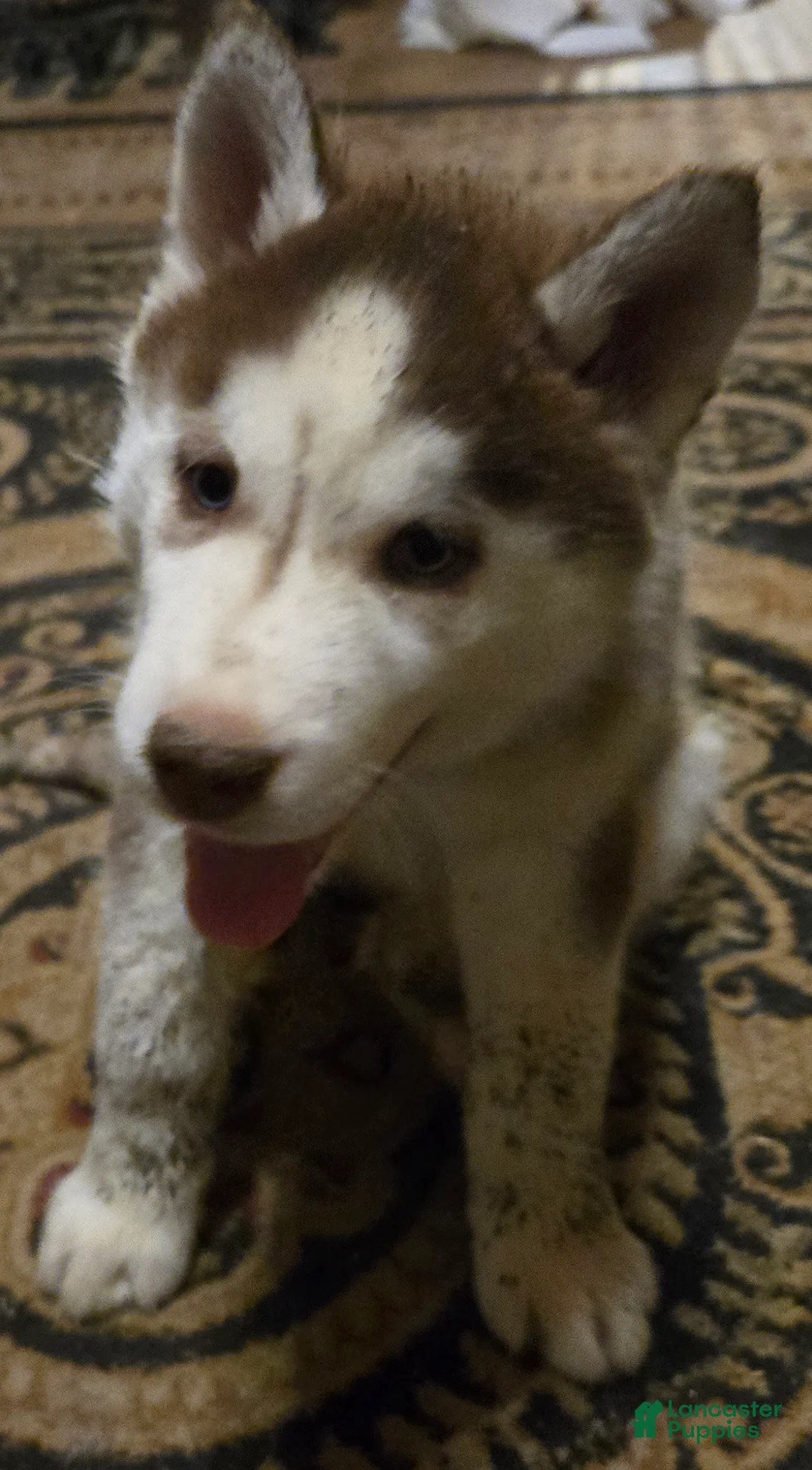 Siberian Husky dogs for sale: Henry - Ad 6