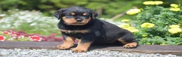 Rottweiler dogs for sale: Raven - Ad 5
