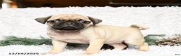 Pug dogs for sale: Pablo - Ad 3