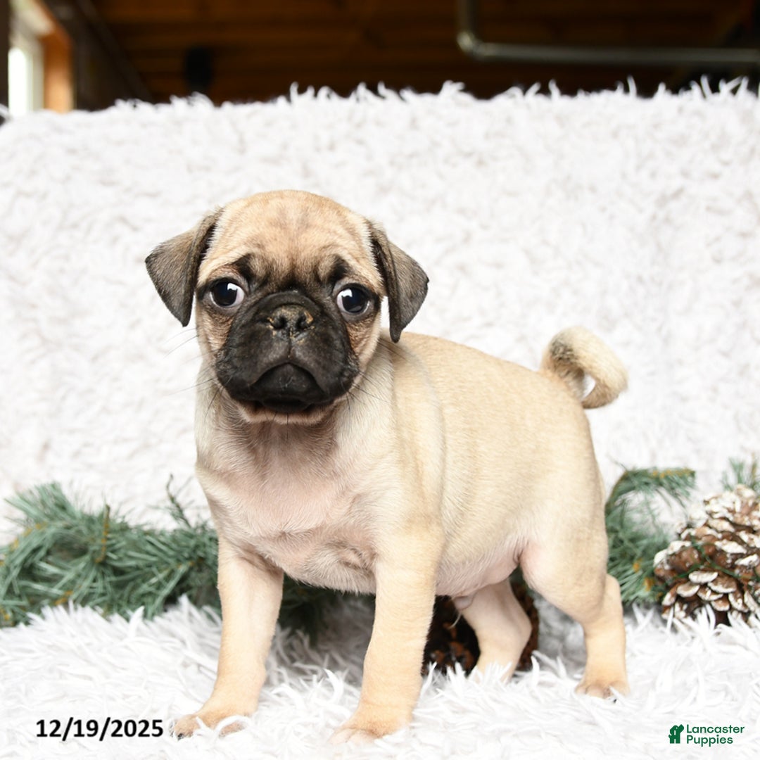 Pug dogs for sale: Pablo - Ad 3