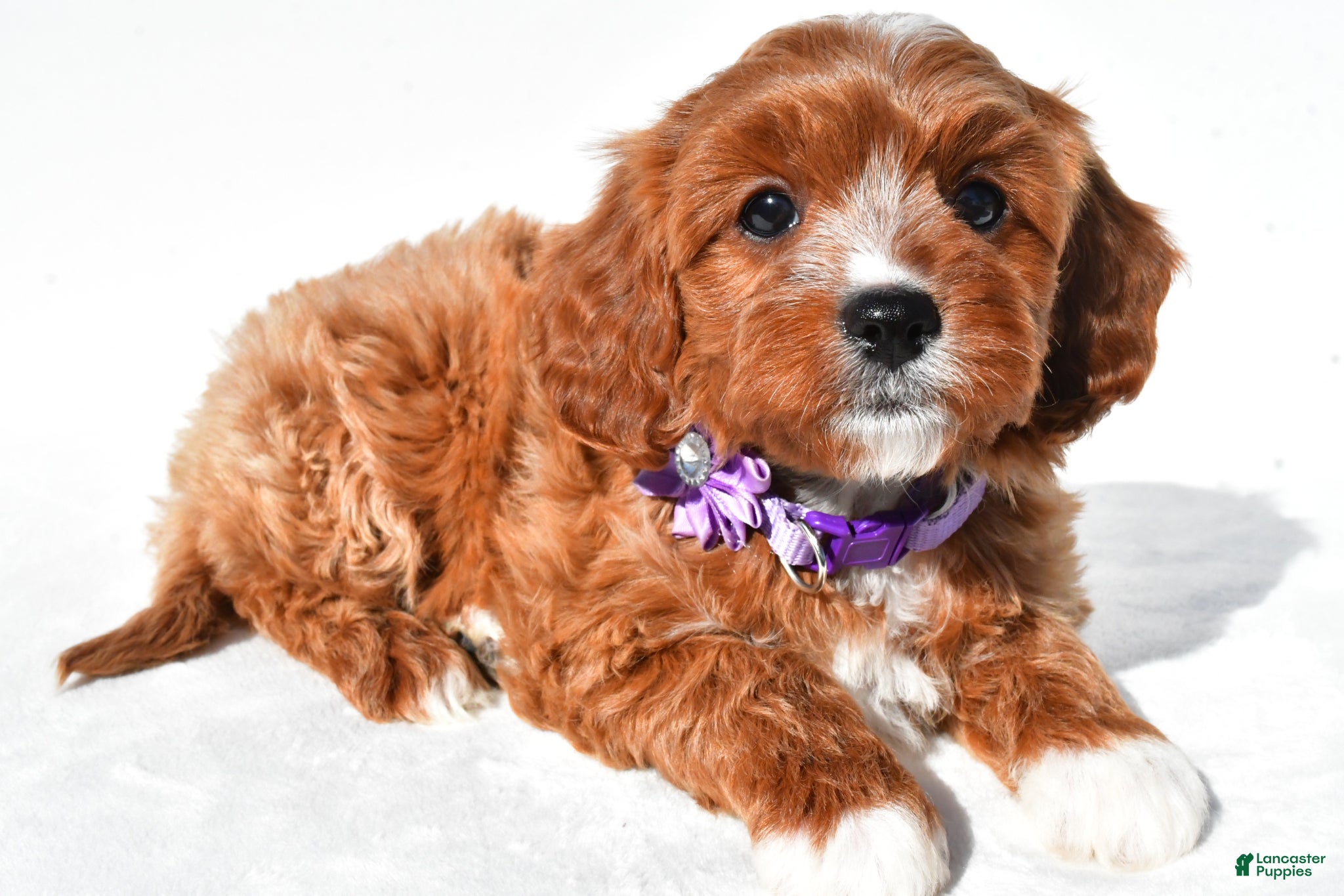 Cavapoo dogs Geneva - Ad 2