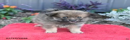 Pomeranian dogs for sale: Hudson - Ad 3