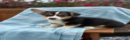 Welsh Corgi Pembroke dogs for sale: Jett - Ad 11