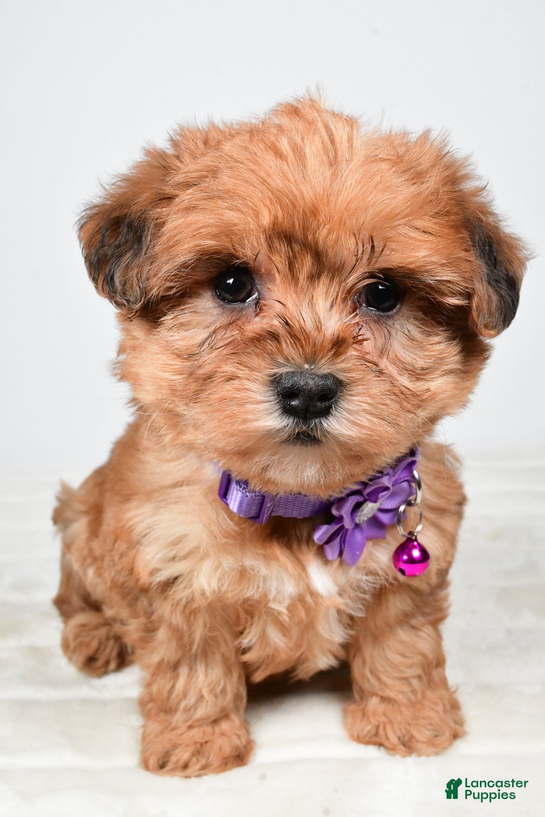 Yorkiepoo dogs for sale: Tillie - Ad 5