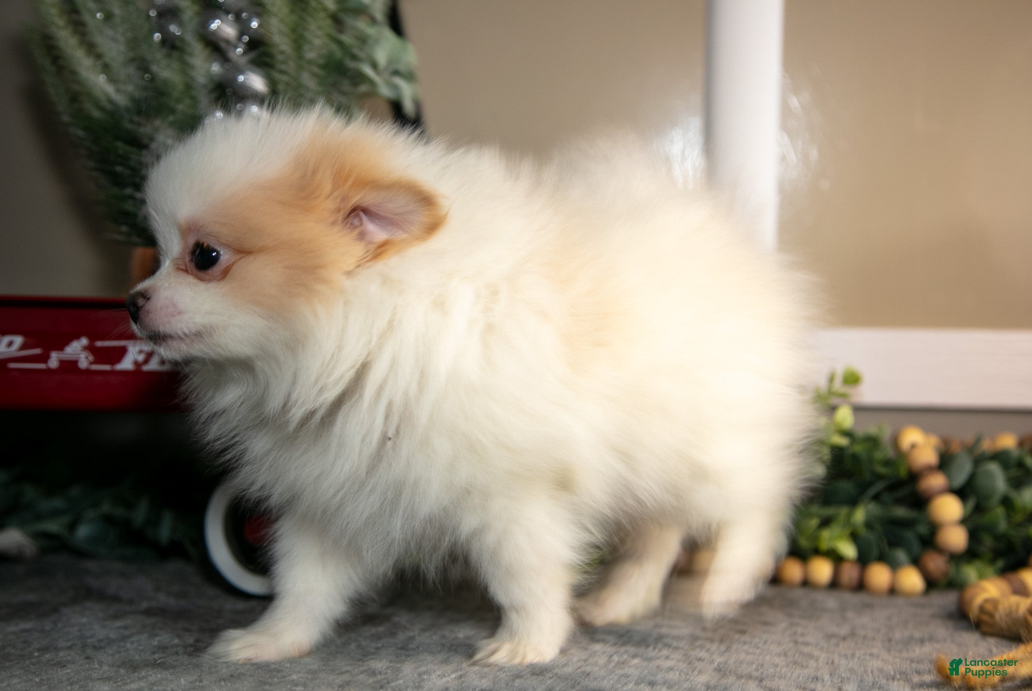 Pomapoo dogs Manny - Ad 2