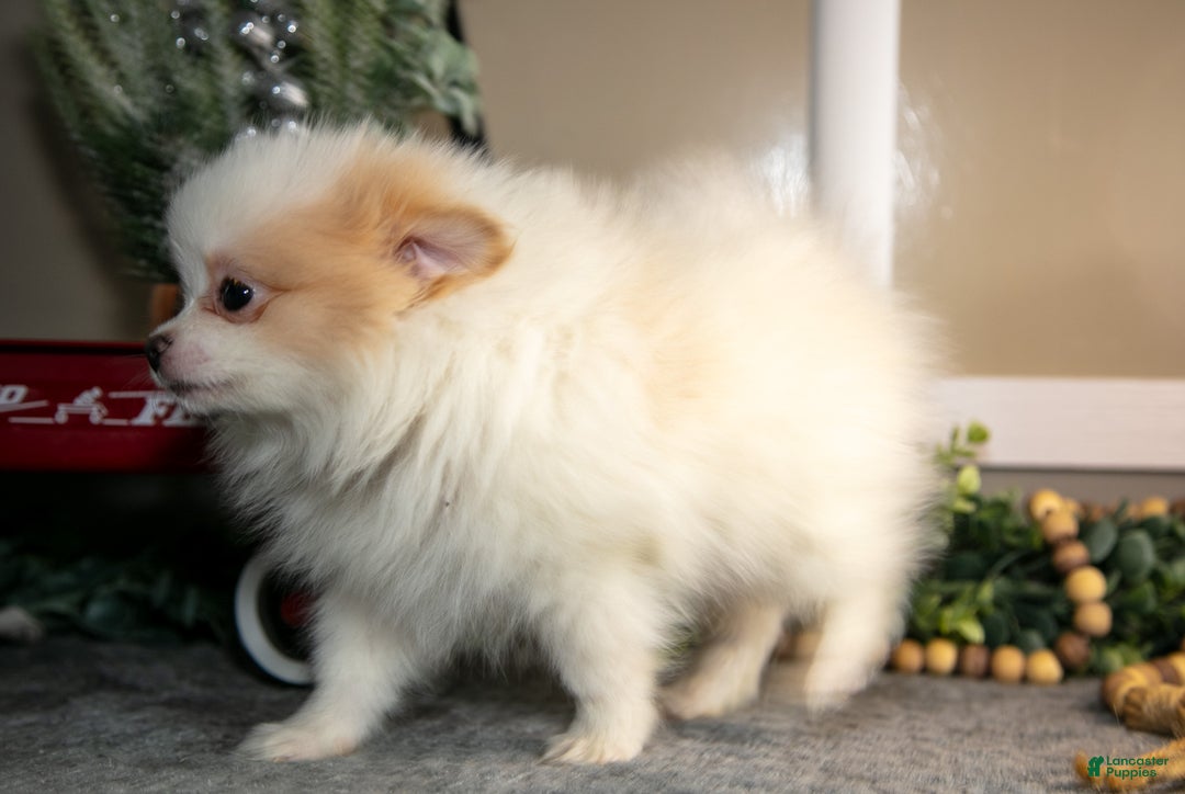 Pomapoo dogs for sale: Manny - Ad 2