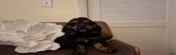 Cocker Spaniel dogs for sale: Cocker Spaniel 1 - Ad 3
