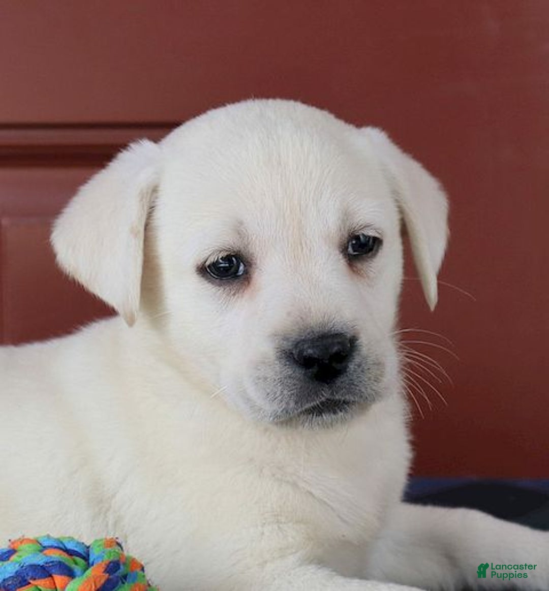 Labrador Retriever dogs for sale: Madison - Champ lines - Ad 4