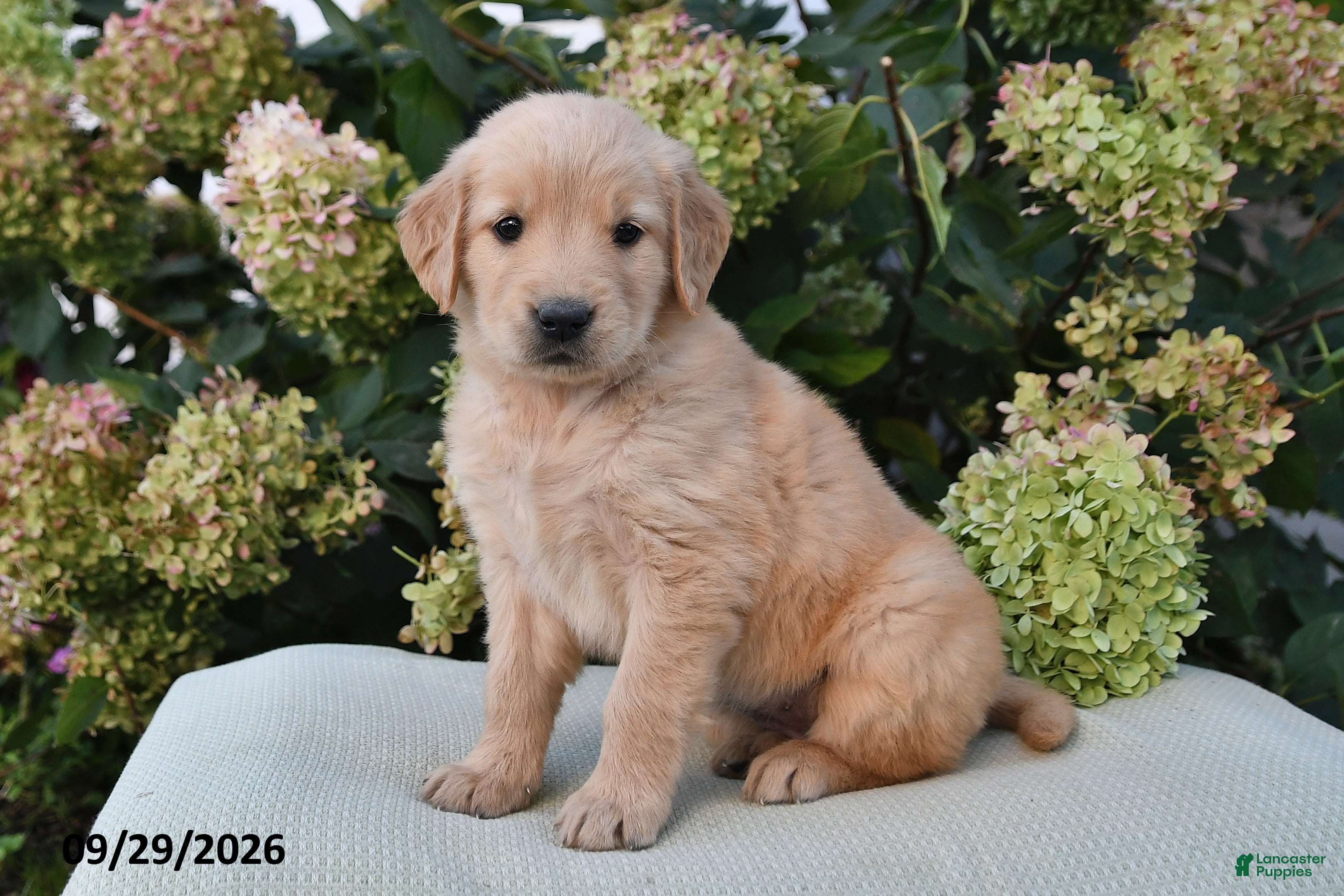 Golden Retriever dogs Buttercup - Ad 1