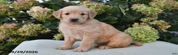 Golden Retriever dogs for sale: Buttercup - Ad 1