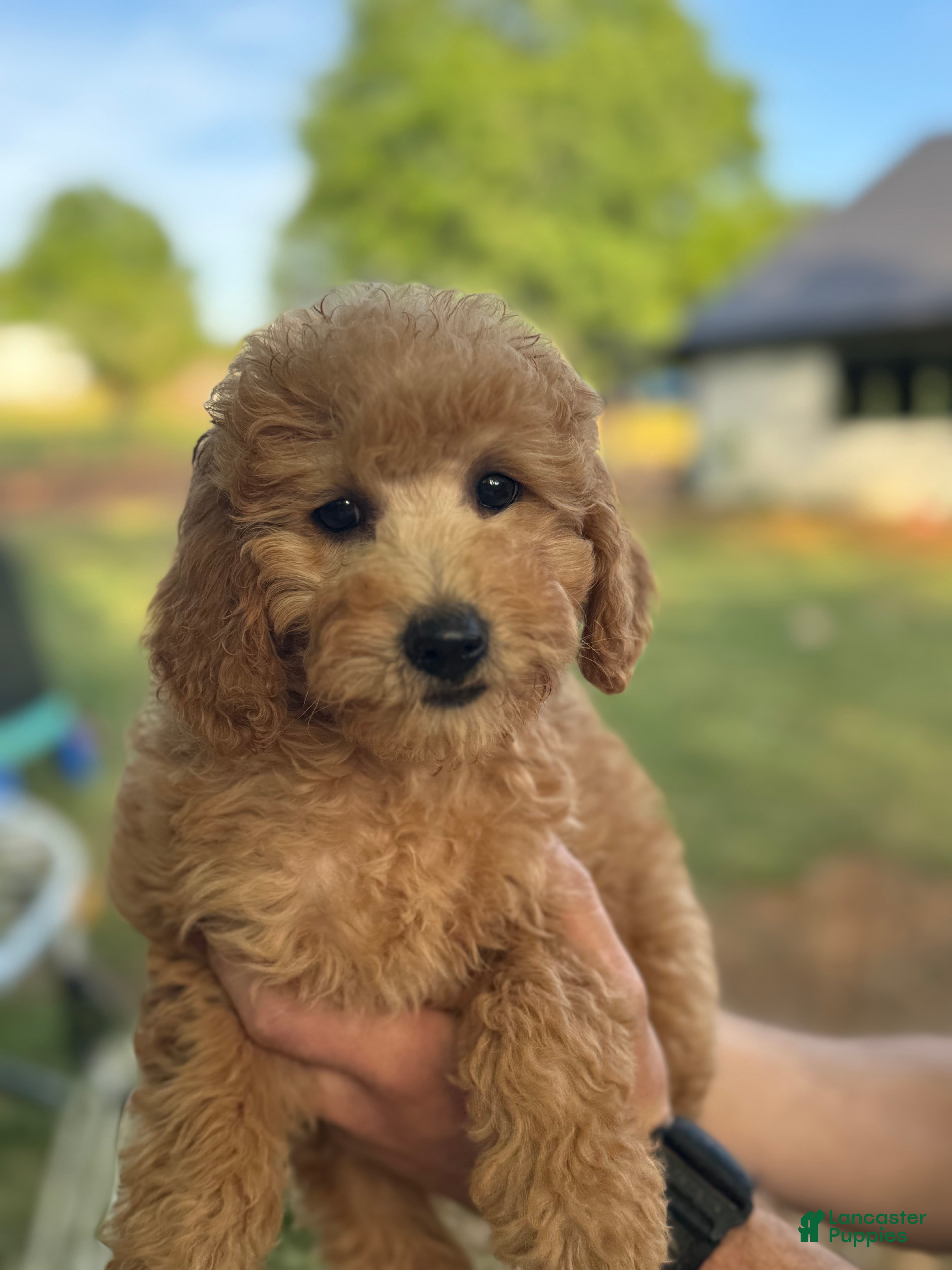 Mini Goldendoodle dogs Mini Goldendoodle Puppy 4 - Ad 8