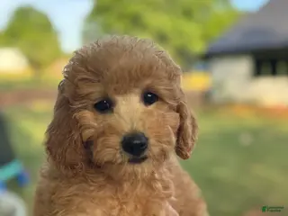 Mini Goldendoodle dogs Mini Goldendoodle Puppy 4 - Ad 8