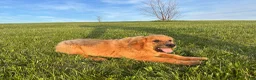 Golden Retriever dogs for sale: Duke - Ad 3