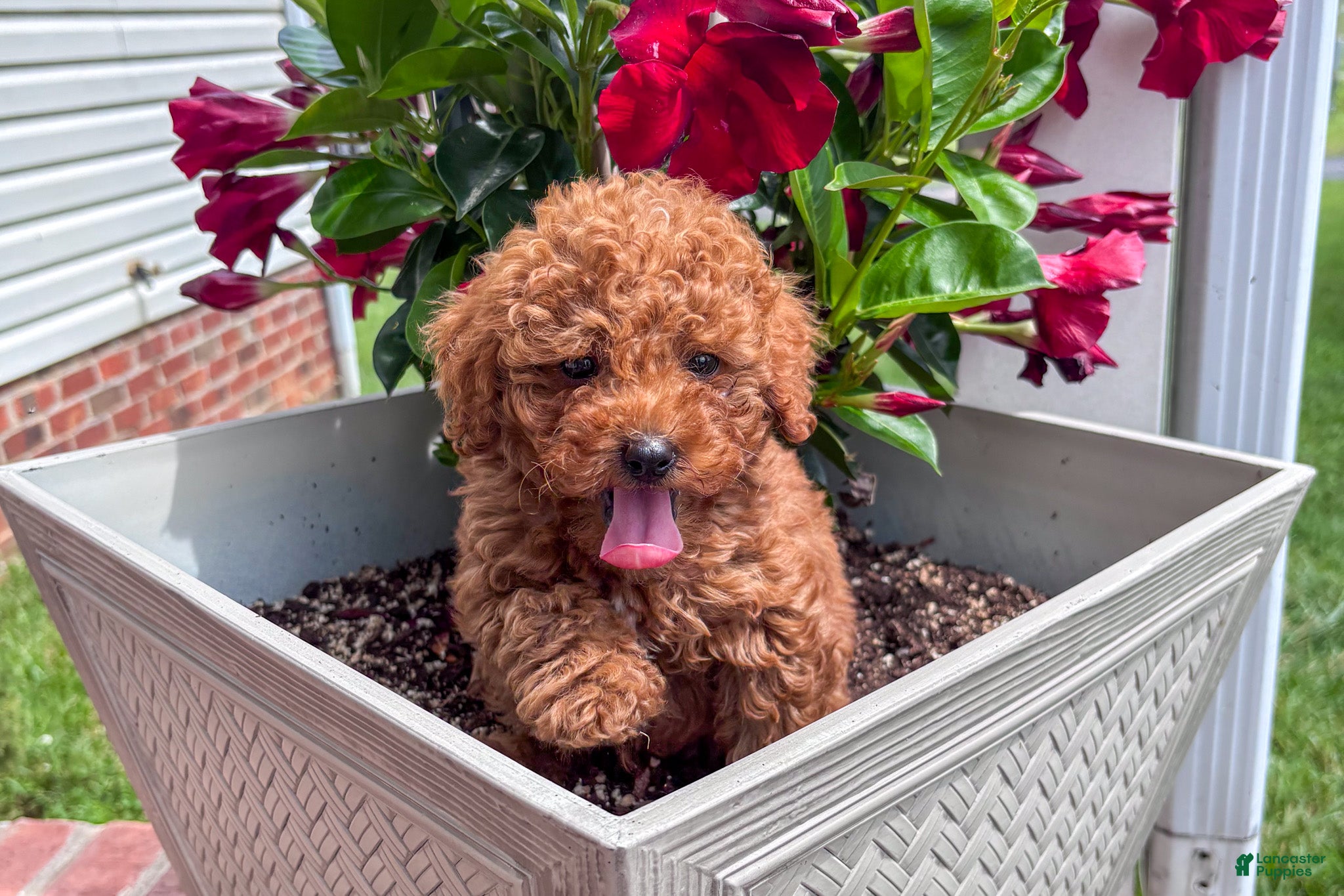 Miniature Poodle dogs Morgan - Ad 41