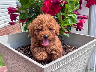 Miniature Poodle dogs Morgan - Ad 8