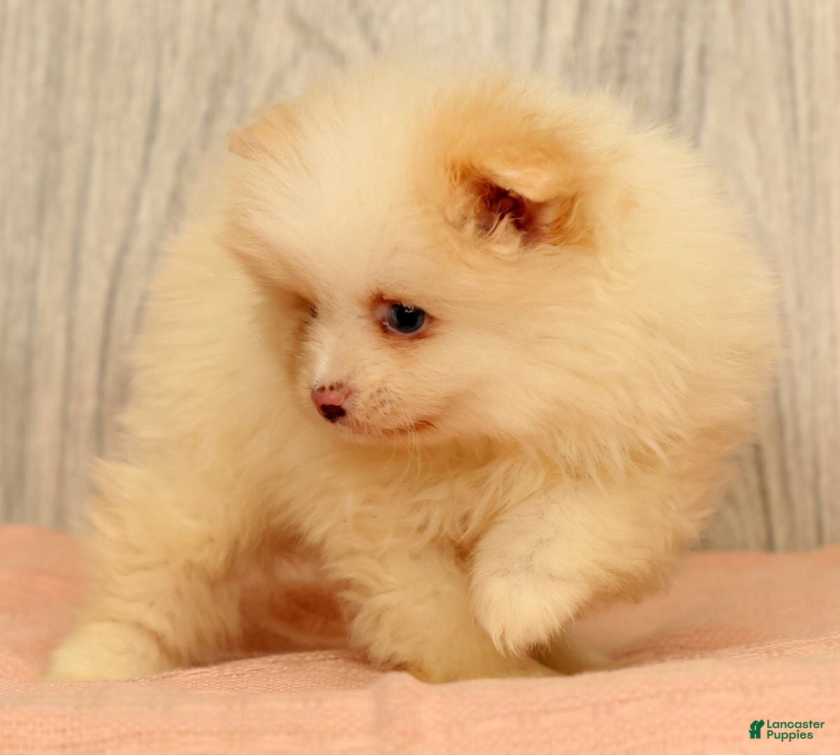 Pomeranian dogs Petunia - Ad 2