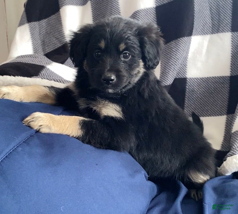 Mini Aussiedoodle dogs Maximus  - Ad 6