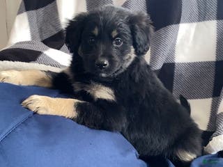 Mini Aussiedoodle dogs Maximus - Ad 6