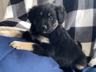 Mini Aussiedoodle dogs Maximus - Ad 28