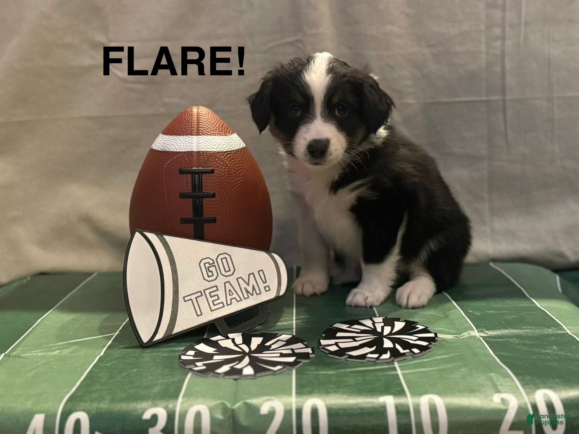Miniature Australian Shepherd dogs Miniature Australian Shepherd 7 - Ad 1