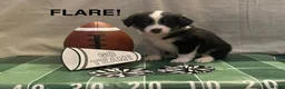 Miniature Australian Shepherd dogs for sale: Miniature Australian Shepherd 7 - Ad 1