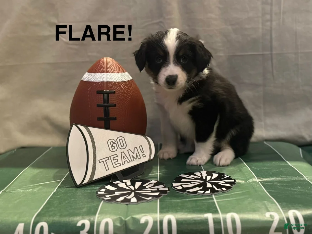 Miniature Australian Shepherd dogs for sale: Miniature Australian Shepherd 7 - Ad 1