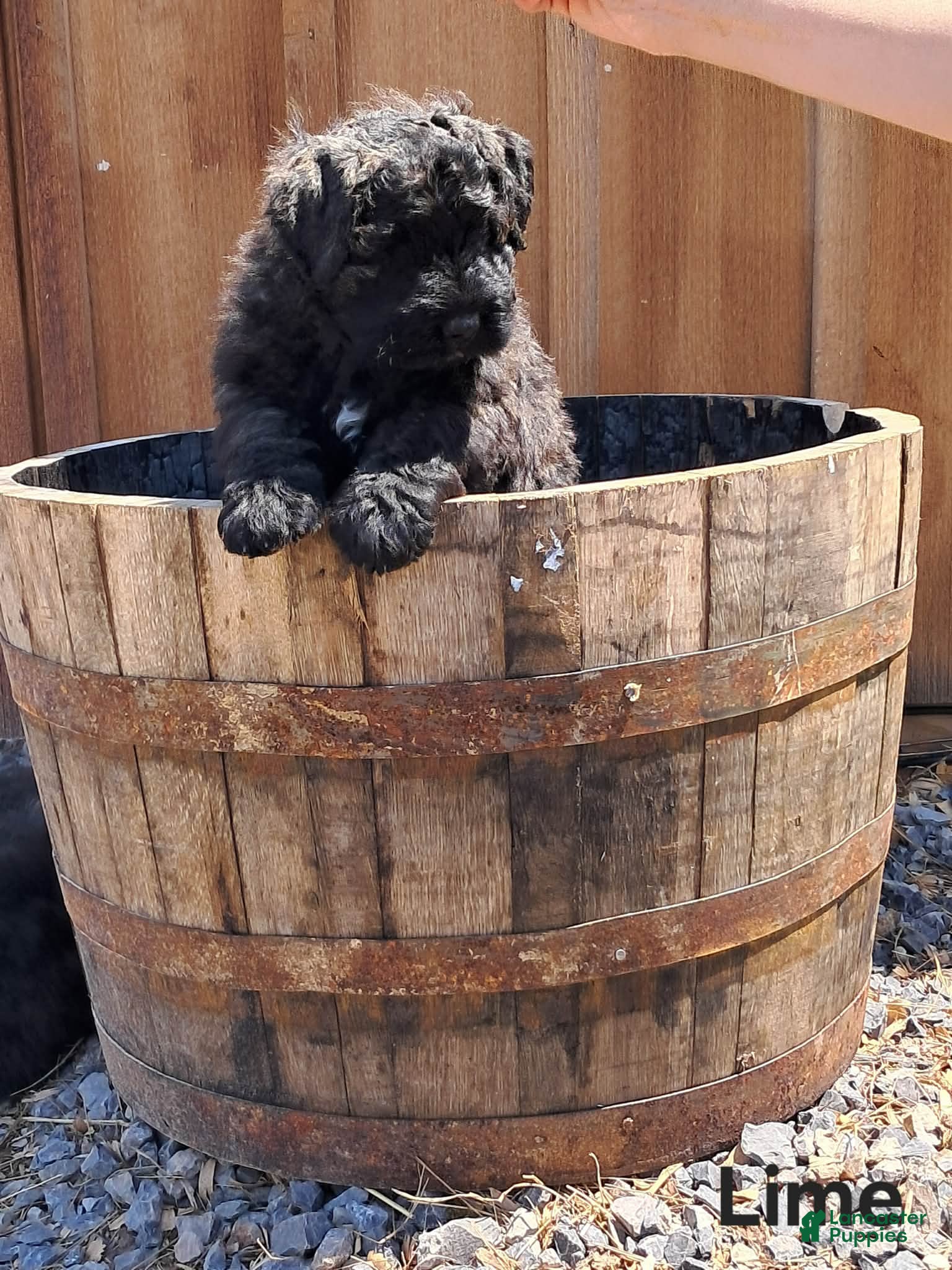 Bouvier Des Flandres dogs Bouvier Des Flandres Puppy 5 - Ad 4
