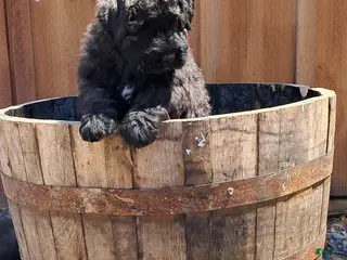 Bouvier Des Flandres dogs Bouvier Des Flandres Puppy 5 - Ad 6
