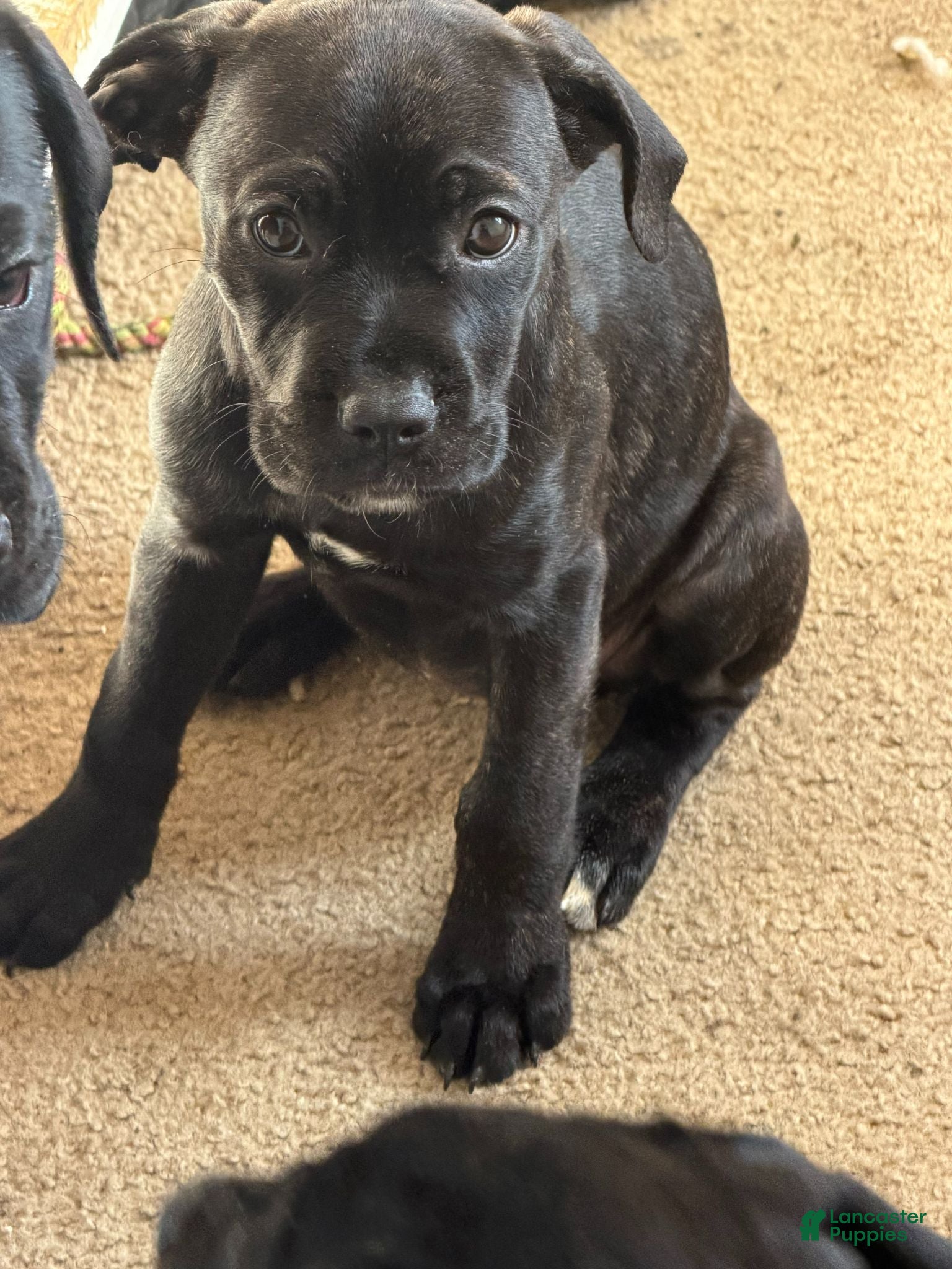 Cane Corso dogs Cane Corso 10 - Ad 1