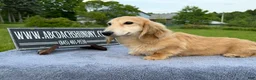 Miniature Dachshund dogs for sale: Cream - Ad 10