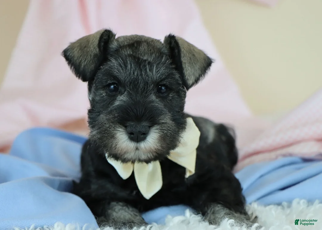 Miniature Schnauzer dogs for sale: Rufus | Miniature Schnauzer  - Ad 1
