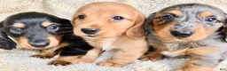 Miniature Dachshund dogs for sale: CHEESE CHEESE AND MORE CHEESE - Ad 17