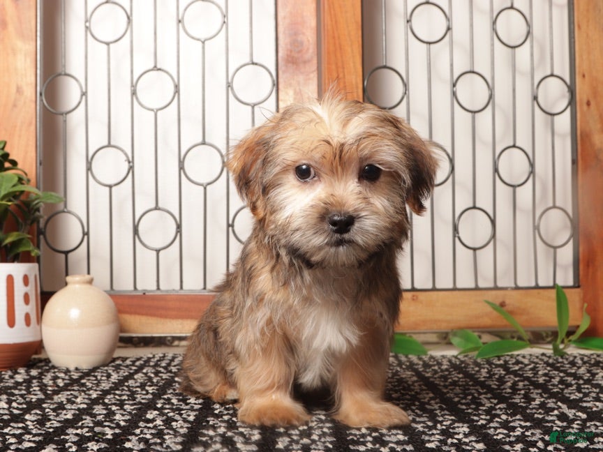 Shorkie dogs Tootsie Sweet Shorkie - Ad 1