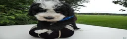 Mini Bernedoodle dogs for sale: Mini Bernedoodle 1 Kelly - Ad 3