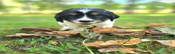 English Springer Spaniel dogs for sale: Liberty  - Ad 21