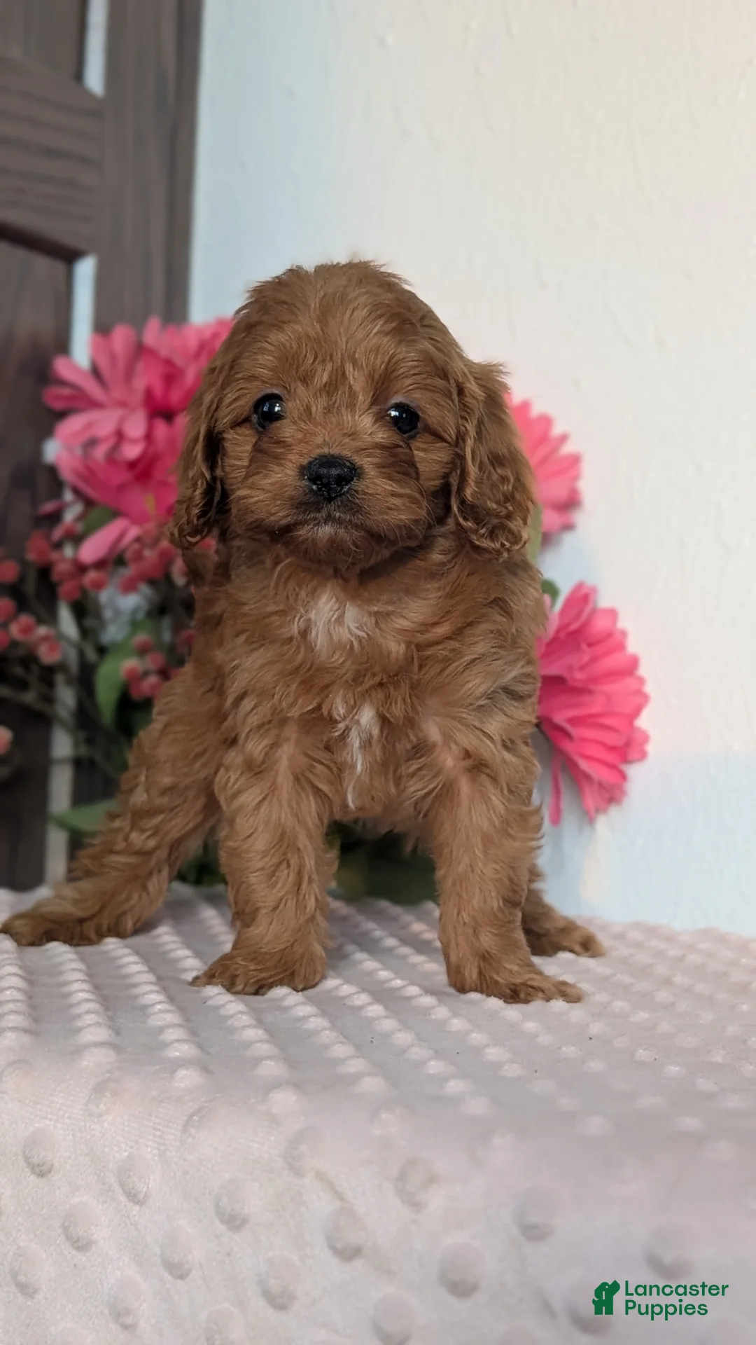 Cavapoo dogs for sale: Talia - Ad 12