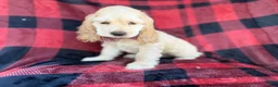 Cocker Spaniel dogs for sale: Tonka - Ad 5