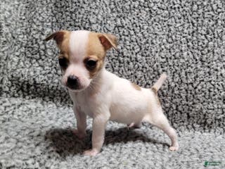 Jack Russell Terrier dogs Westfork's TATER - Ad 7