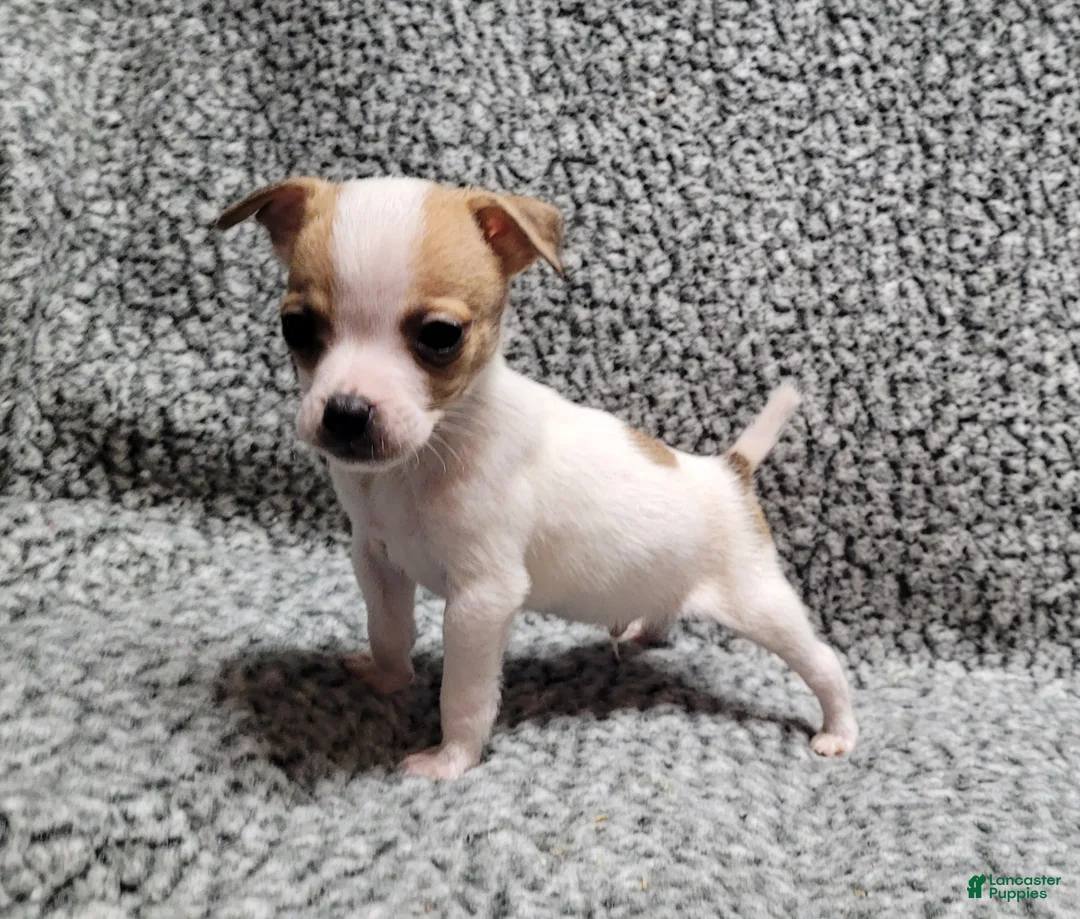 Jack Russell Terrier dogs for sale: Westfork's TATER - Ad 1