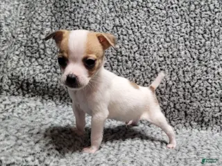 Jack Russell Terrier dogs Westfork's TATER - Ad 7